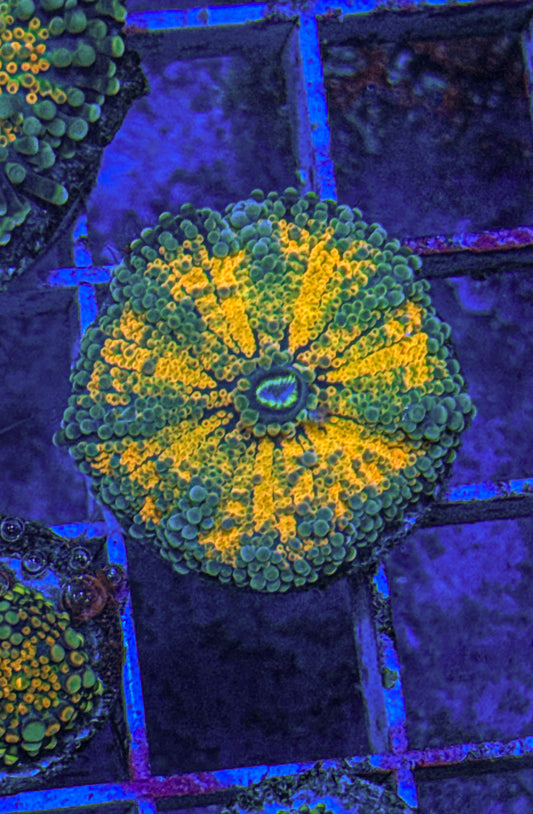 Orange Crush Yuma Mushroom (WYSIWYG)