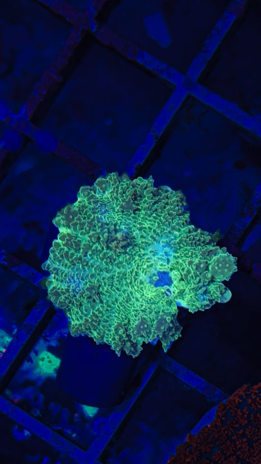 Lime Bounce Mushroom (WYSIWYG)