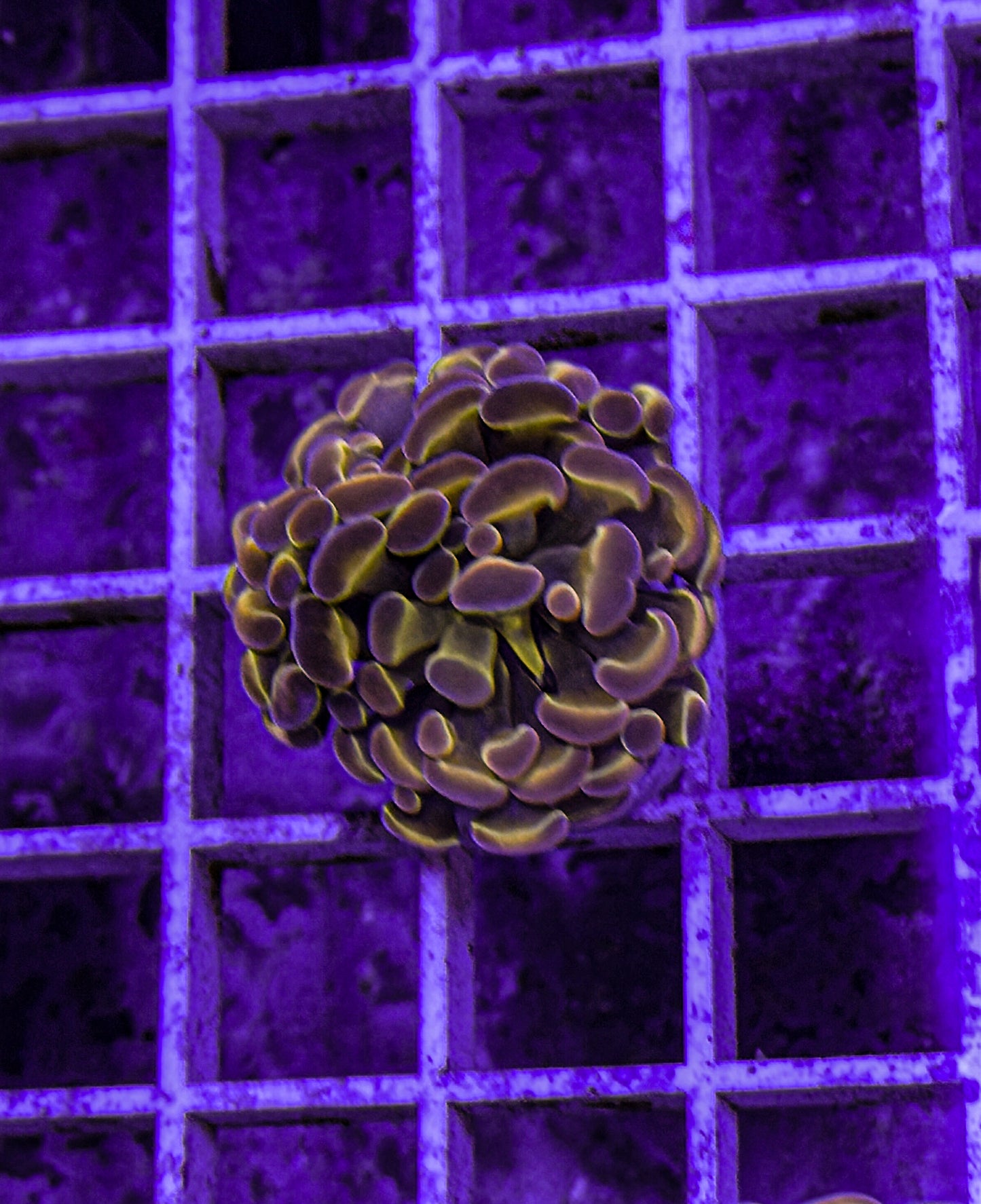 KDR Rainbow Hologram Hammer (WYSIWYG)