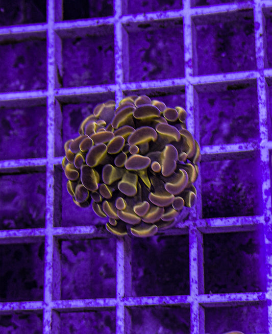 KDR Rainbow Hologram Hammer (WYSIWYG)