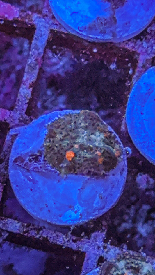 Wild Bounce Mushroom (WYSIWYG)