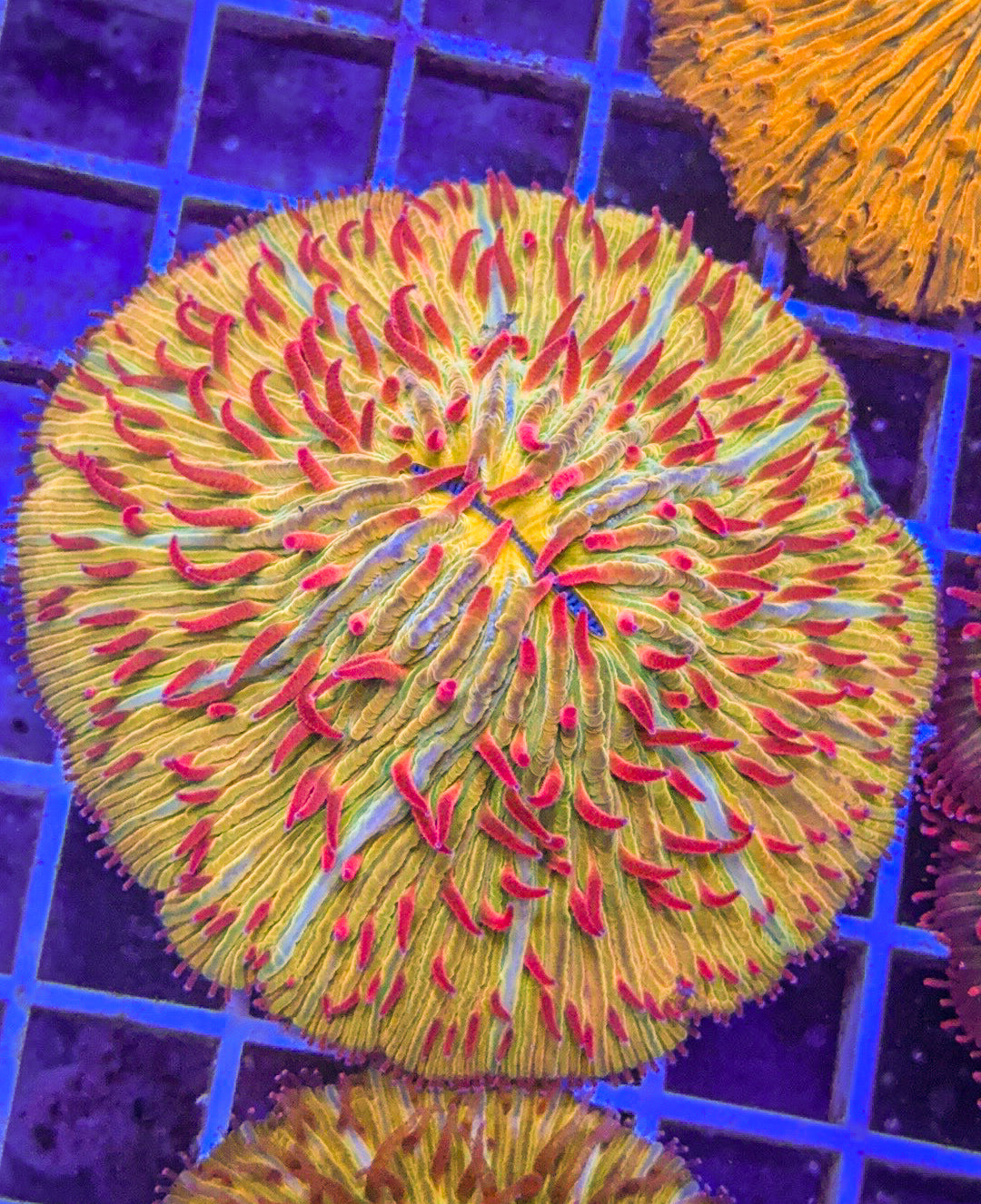 The Pharaoh Fungia (WYSIWYG)