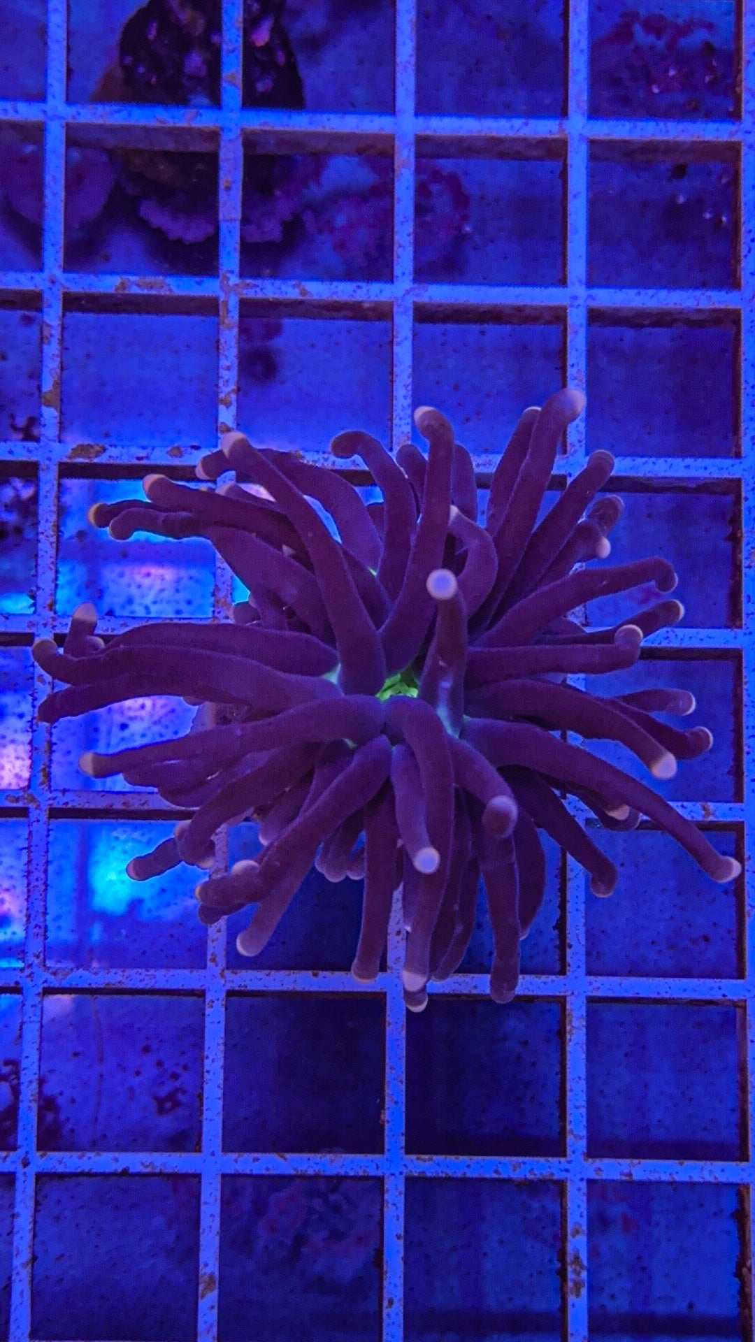 Malaysian Joker Torch (WYSIWYG)