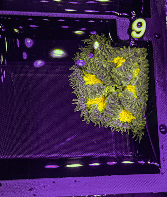 Ultra Rock Flower Anemone (WYSIWYG)