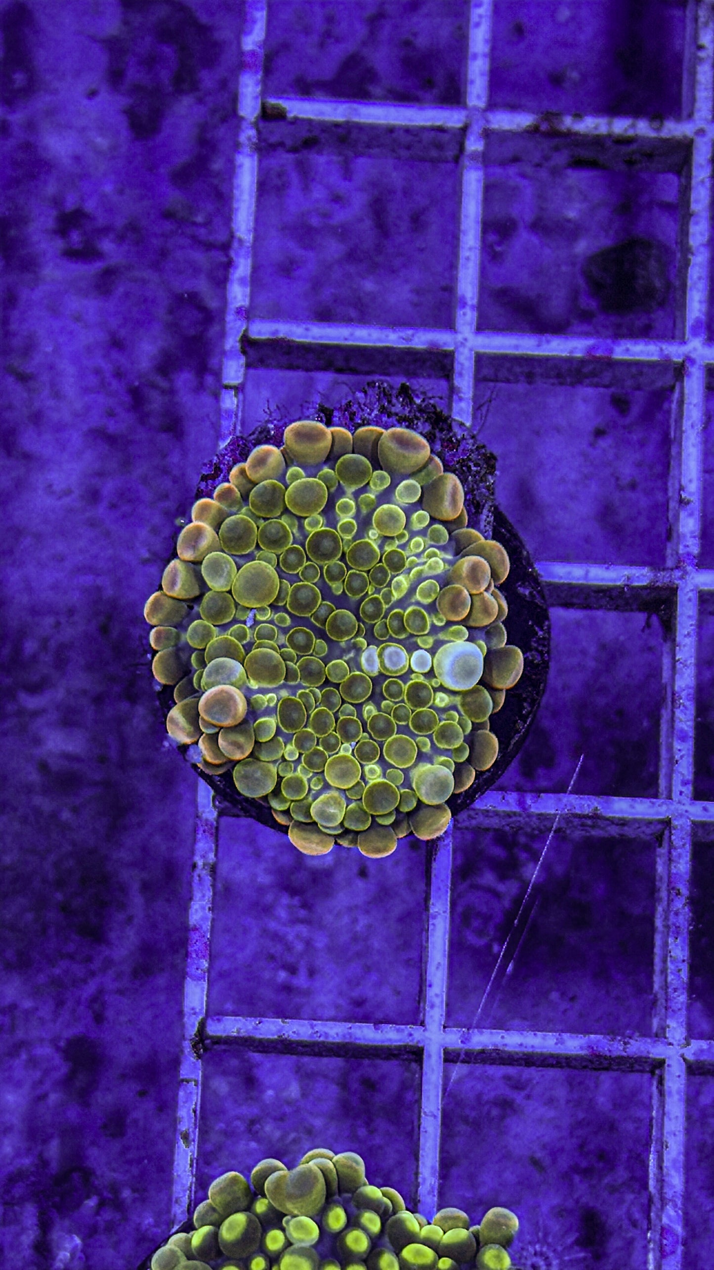 Malaysian Bounce Yuma (WYSIWYG)