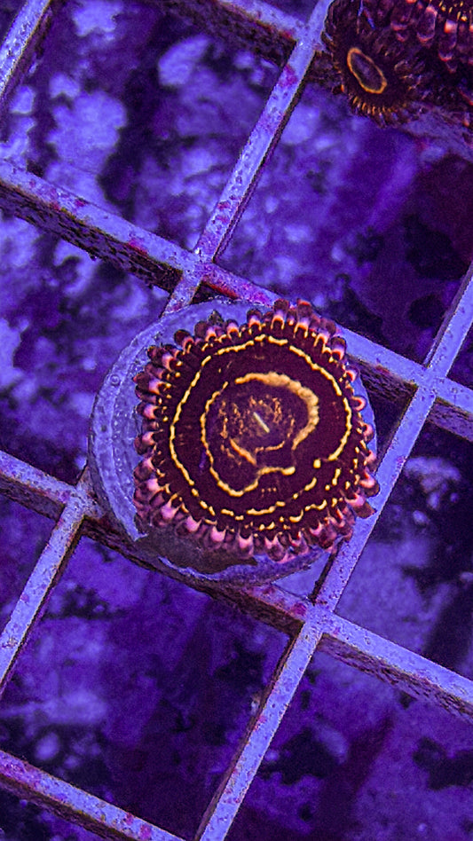 Stratosphere Zoas (WYSIWYG)