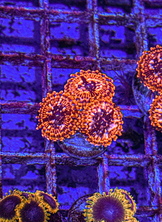 Utter Chaos Zoa’s (WYSIWYG)