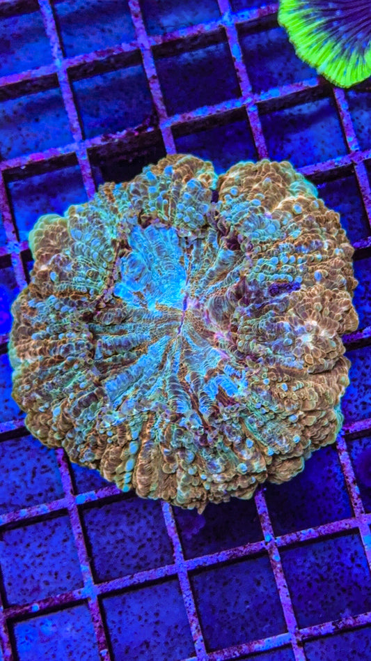 Acanthophyllia (WYSIWYG)