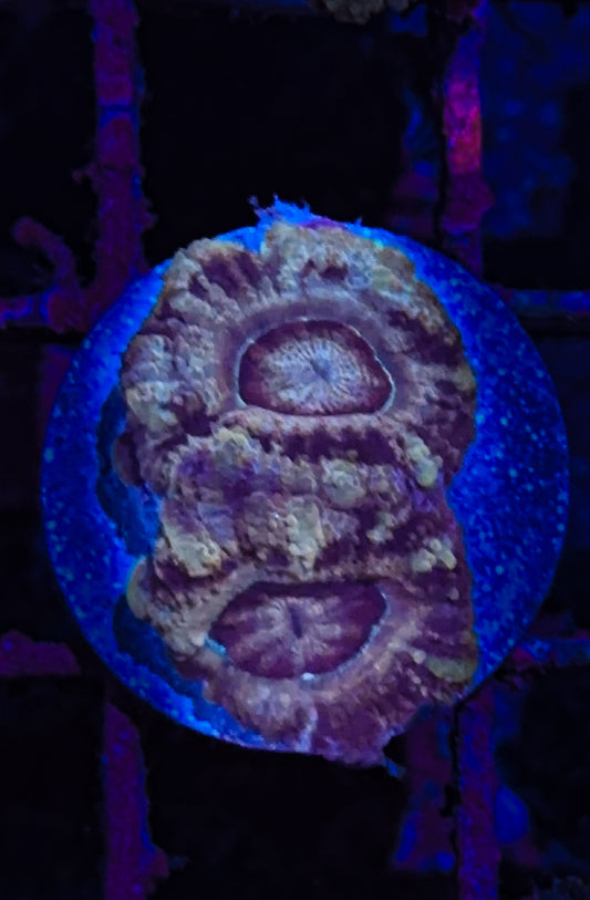 Asian Acan (WYSIWYG)