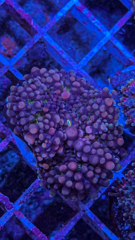 Purple Haze Yuma Mushroom (WYSIWYG)