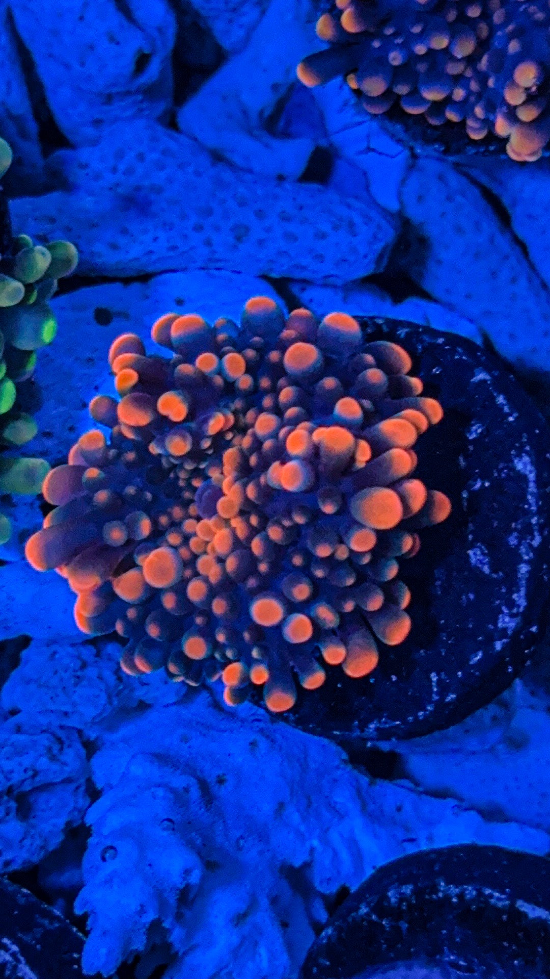 Sakura Bounce Yuma (WYSIWYG)