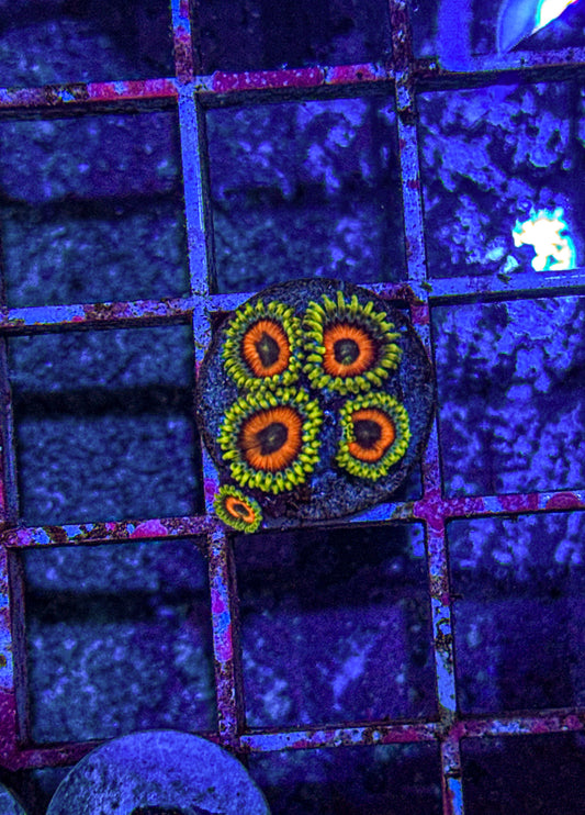 Rainbow Hornet Zoas (WYSIWYG)