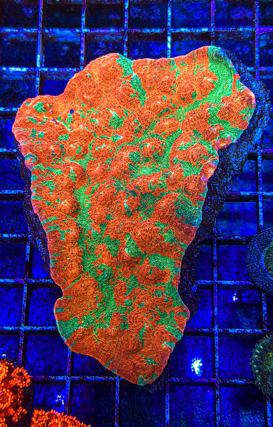 Tropical Twist Chalice Colony (WYSIWYG)