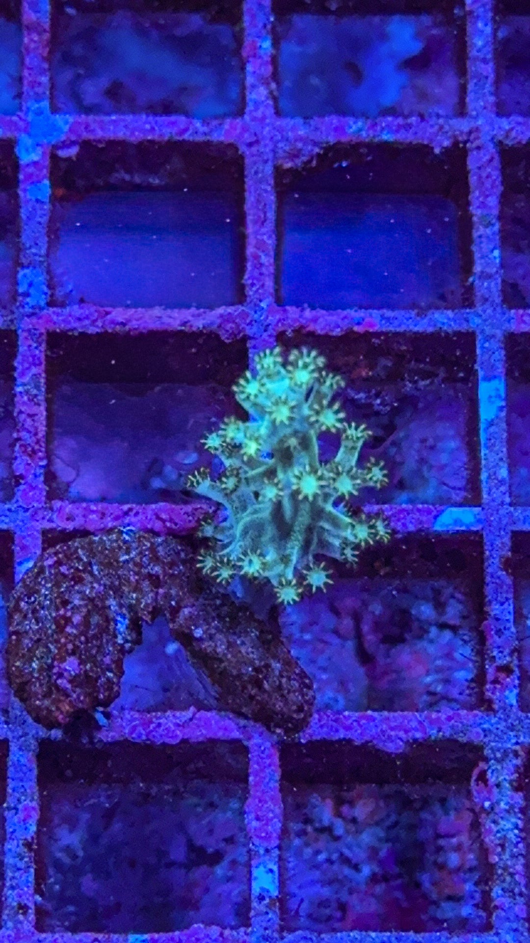 Kenya Tree Coral (WYSIWYG)