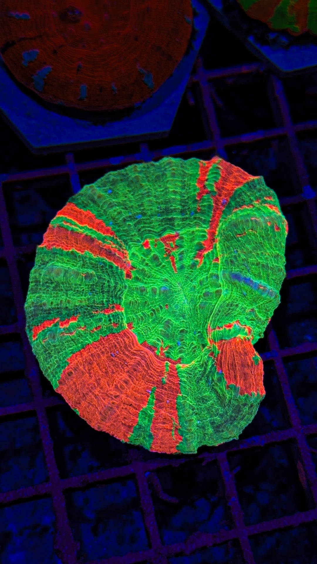Bleeding Apple Scoly (WYSIWYG)