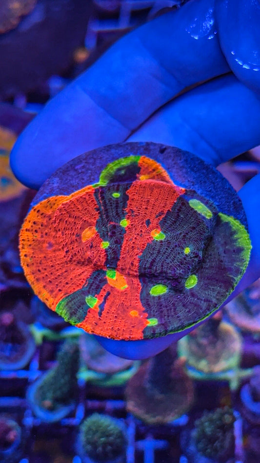 SC Dynamite Chalice Colony (WYSIWYG)
