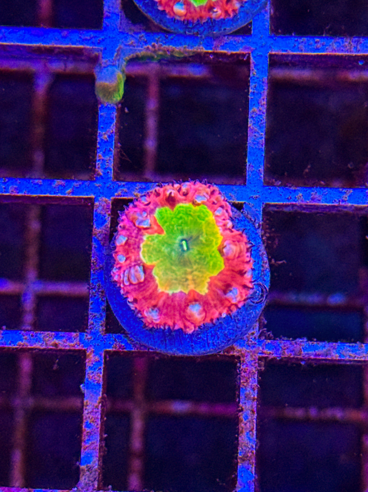 Master Grafted Blasto (WYSIWYG) #2