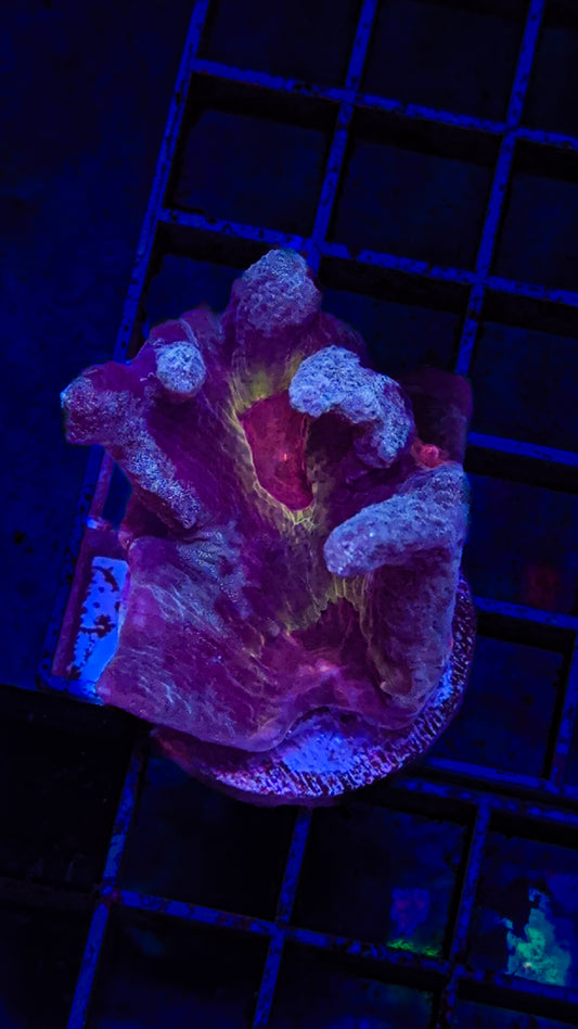 WCC Frost Tip Rainbow Pectinia (WYSIWYG)