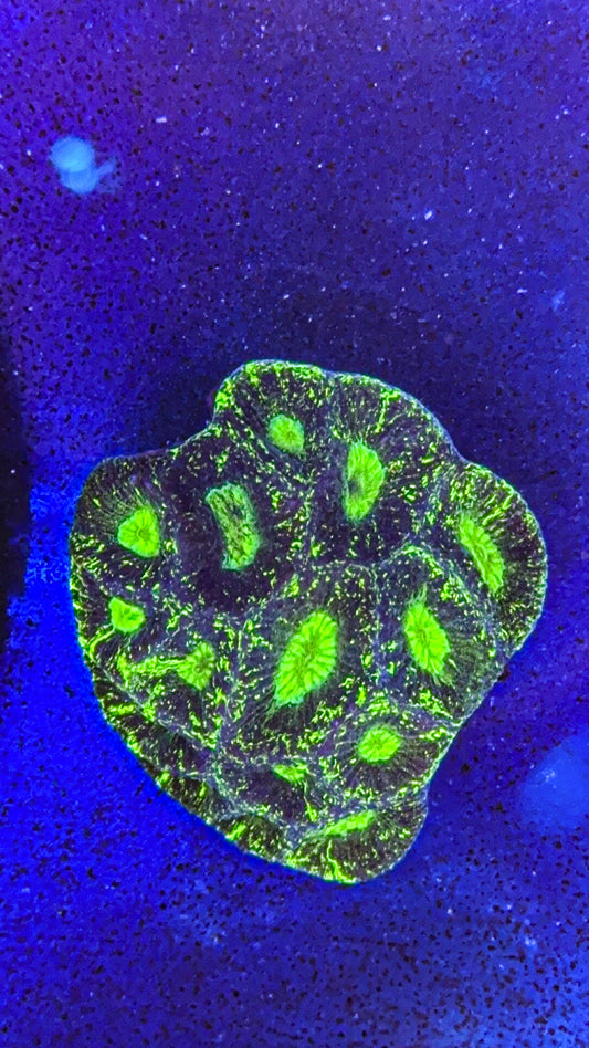 Moon Coral (WYSIWYG)