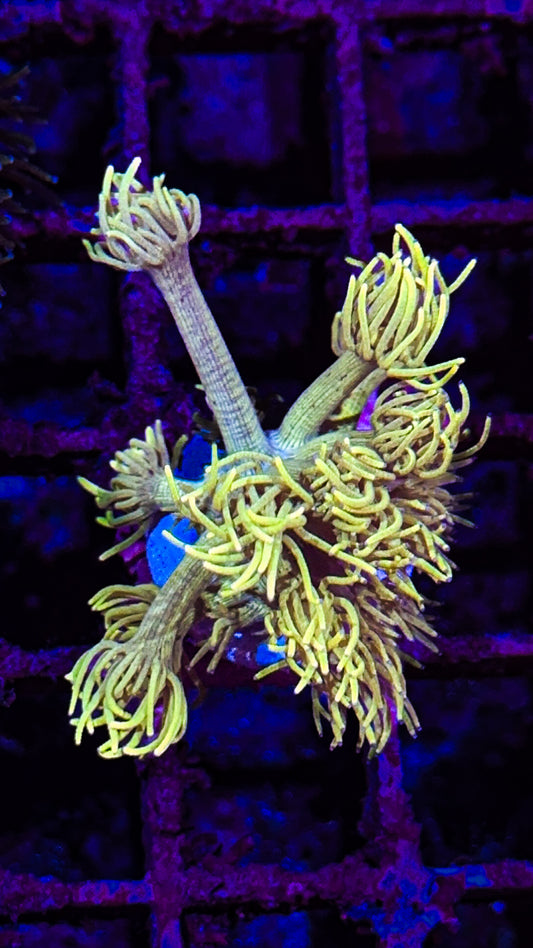 OG Highlighter Goniopora (WYSIWYG)