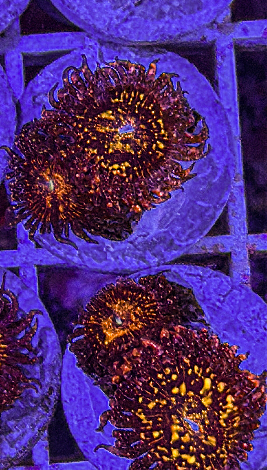 Franky Acid Trip Zoas (WYSIWYG)