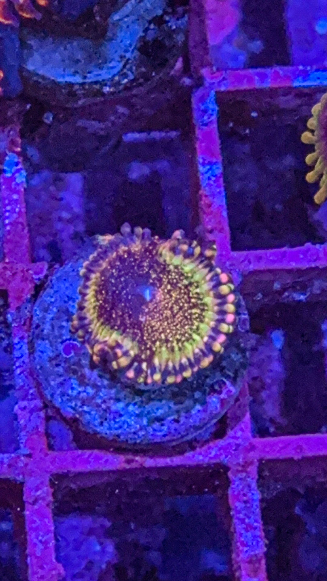 Death Star Zoa (WYSIWYG)