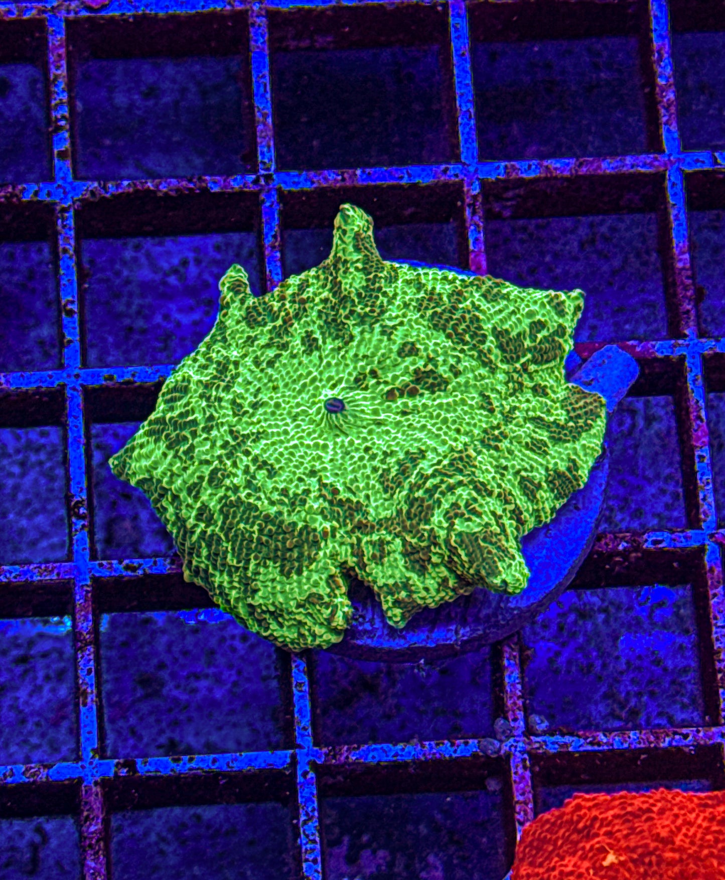 Kryptonite Jawbreaker Mushroom (WYSIWYG)