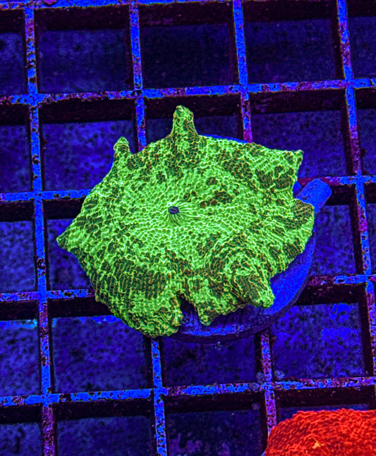Kryptonite Jawbreaker Mushroom (WYSIWYG)