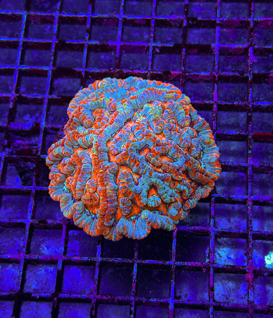 Rainbow Wilsoni Colony (WYSIWYG)