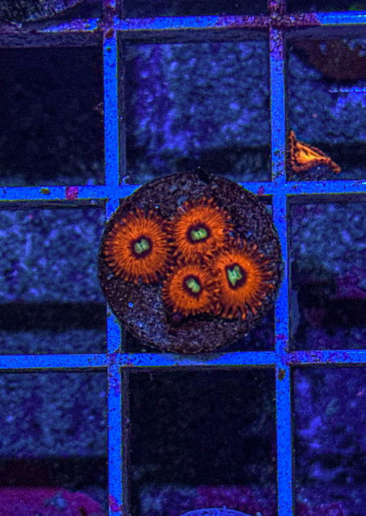 Charmander Zoas (WYSIWYG)