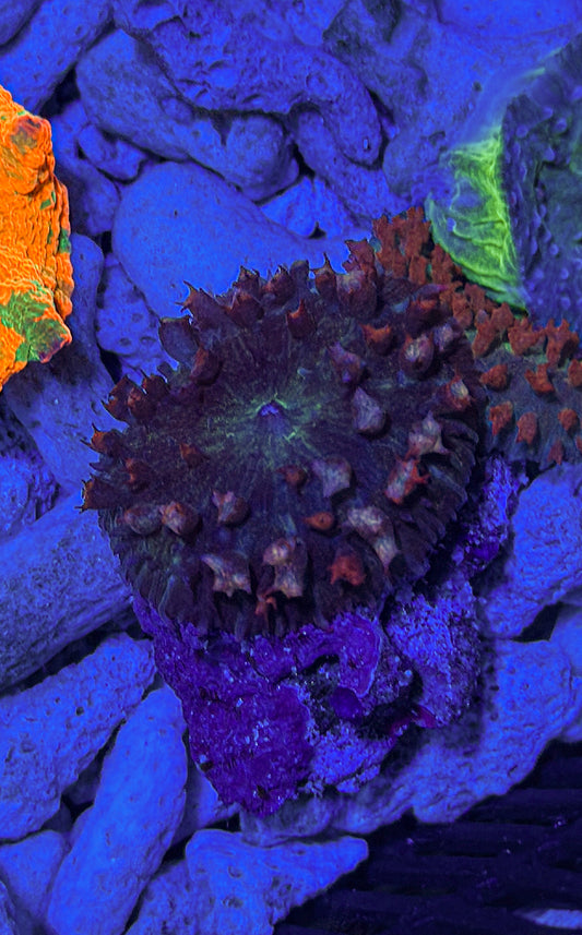 Saint Thomas Mushroom (WYSIWYG)