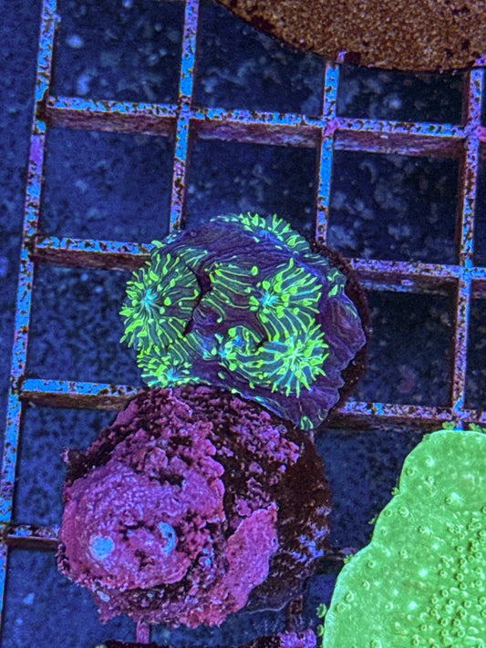Multi Polyp Fungia (WYSIWYG)