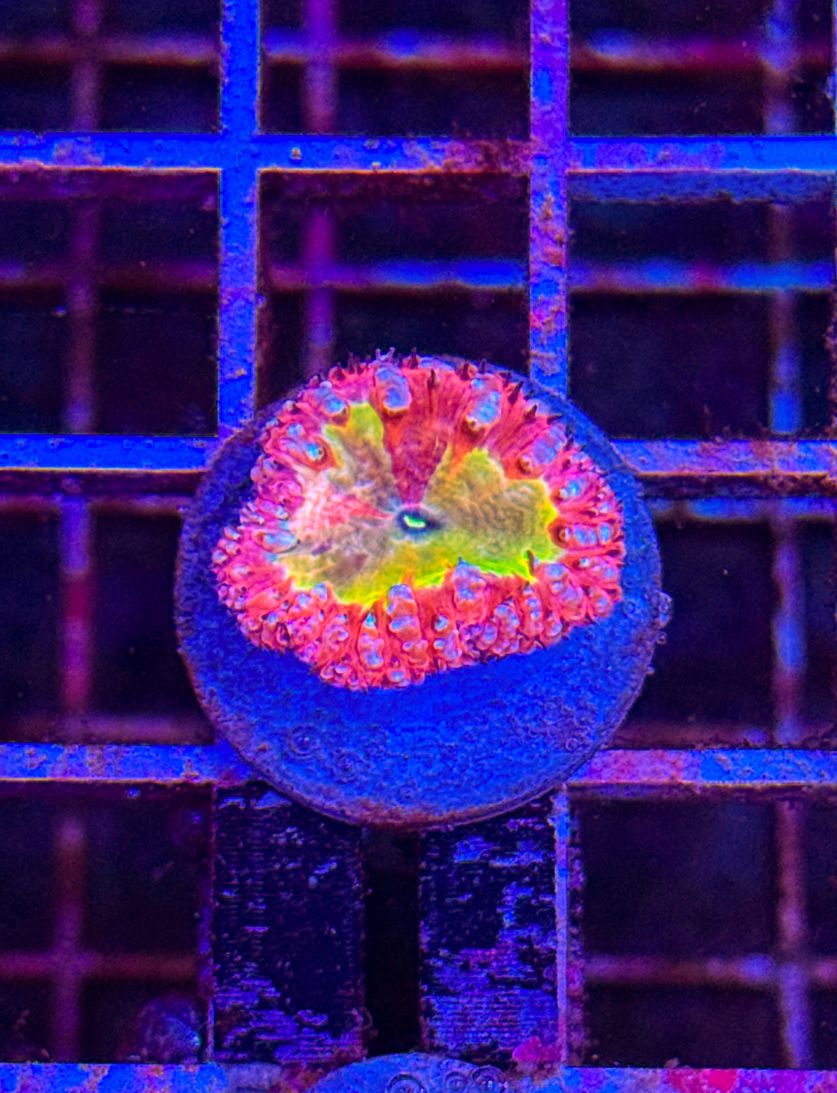 Master Grafted Blasto (WYSIWYG) #11