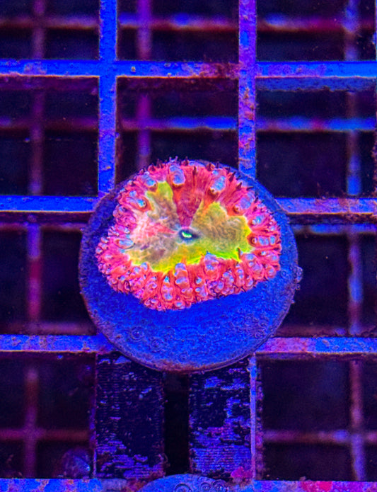 Master Grafted Blasto (WYSIWYG) #11