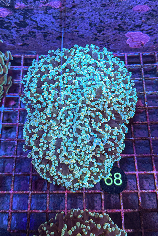 XXL Rainbow Kingspawn (WYSIWYG) (Copy)
