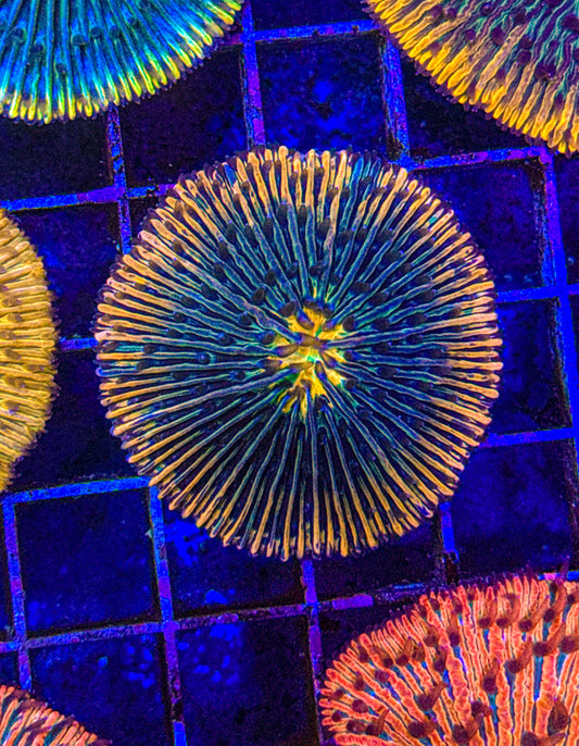 Unique Fungia (WYSIWYG)