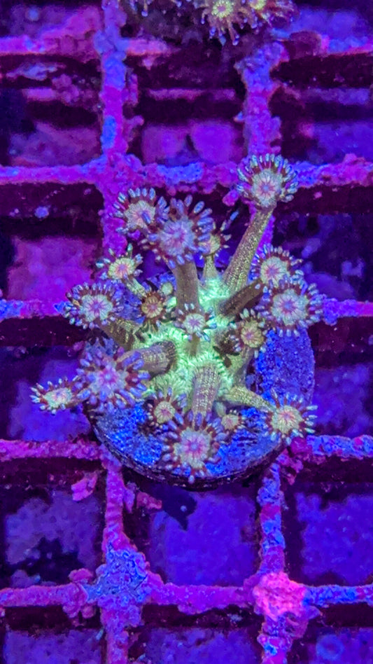 Glitter Goni (WYSIWYG)