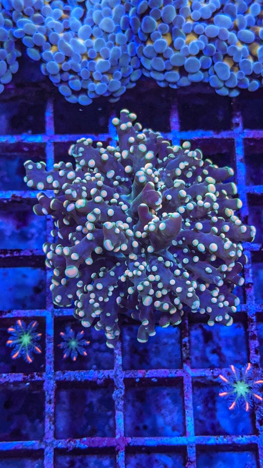 Peach Tip Octospawn (WYSIWYG)