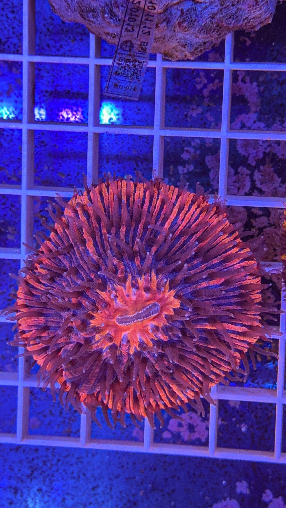 Pink Fungia (WYSIWYG)