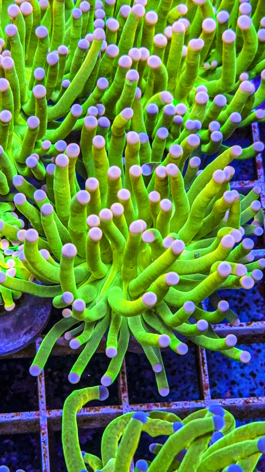 Carebear Holy Grail Torch (WYSIWYG)