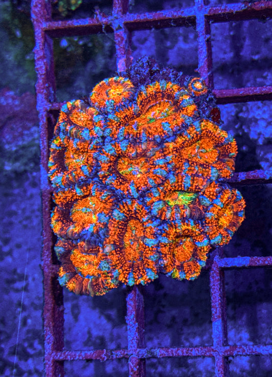 Ultra Rainbow Acan Colony (WYSIWYG)