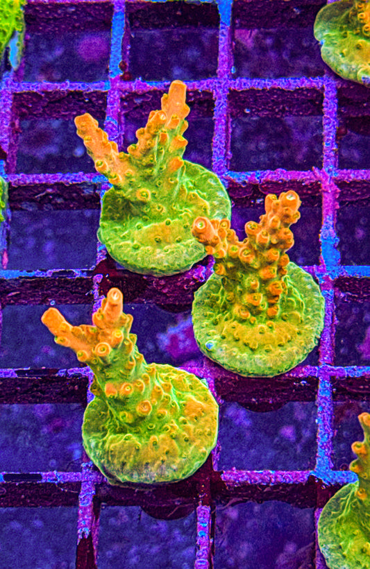 TGC Tropicana Multi Branch Acro (WYSIWYG)