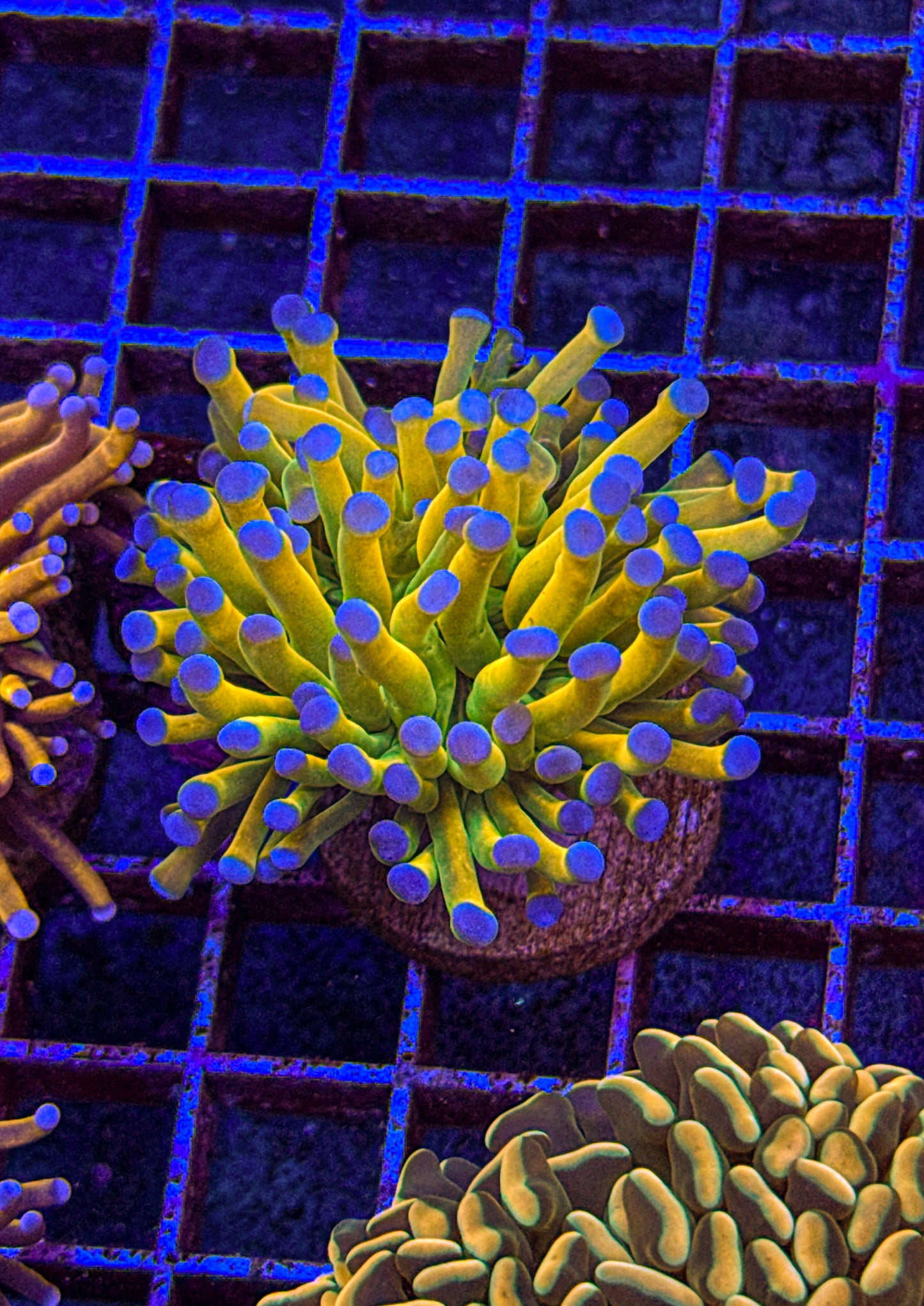 Malaysian Blue Tip Holy Grail Torch (WYSIWYG)