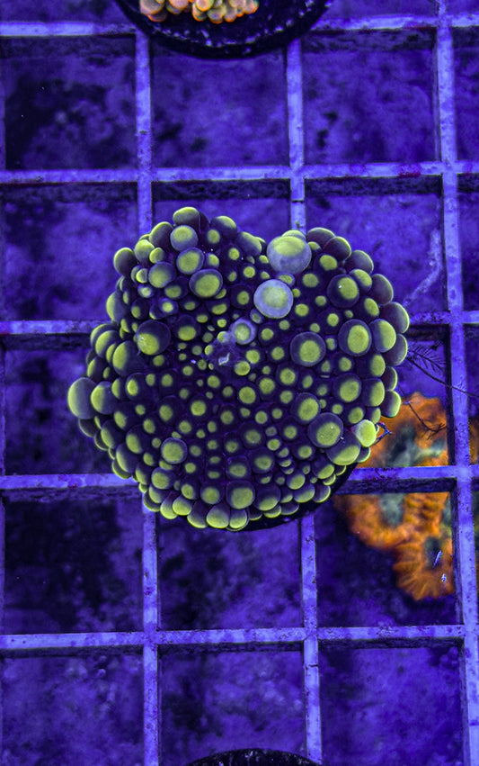 Malaysian Bounce Yuma (WYSIWYG)