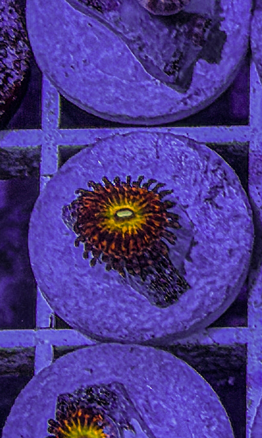 Krak God Zoas (WYSIWYG)