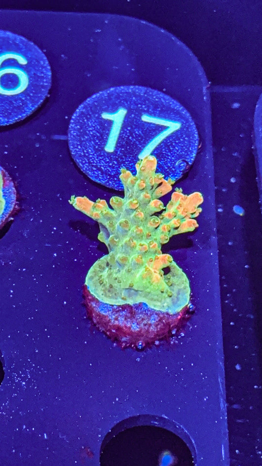 ARC Master Yoda Acro (WYSIWYG)