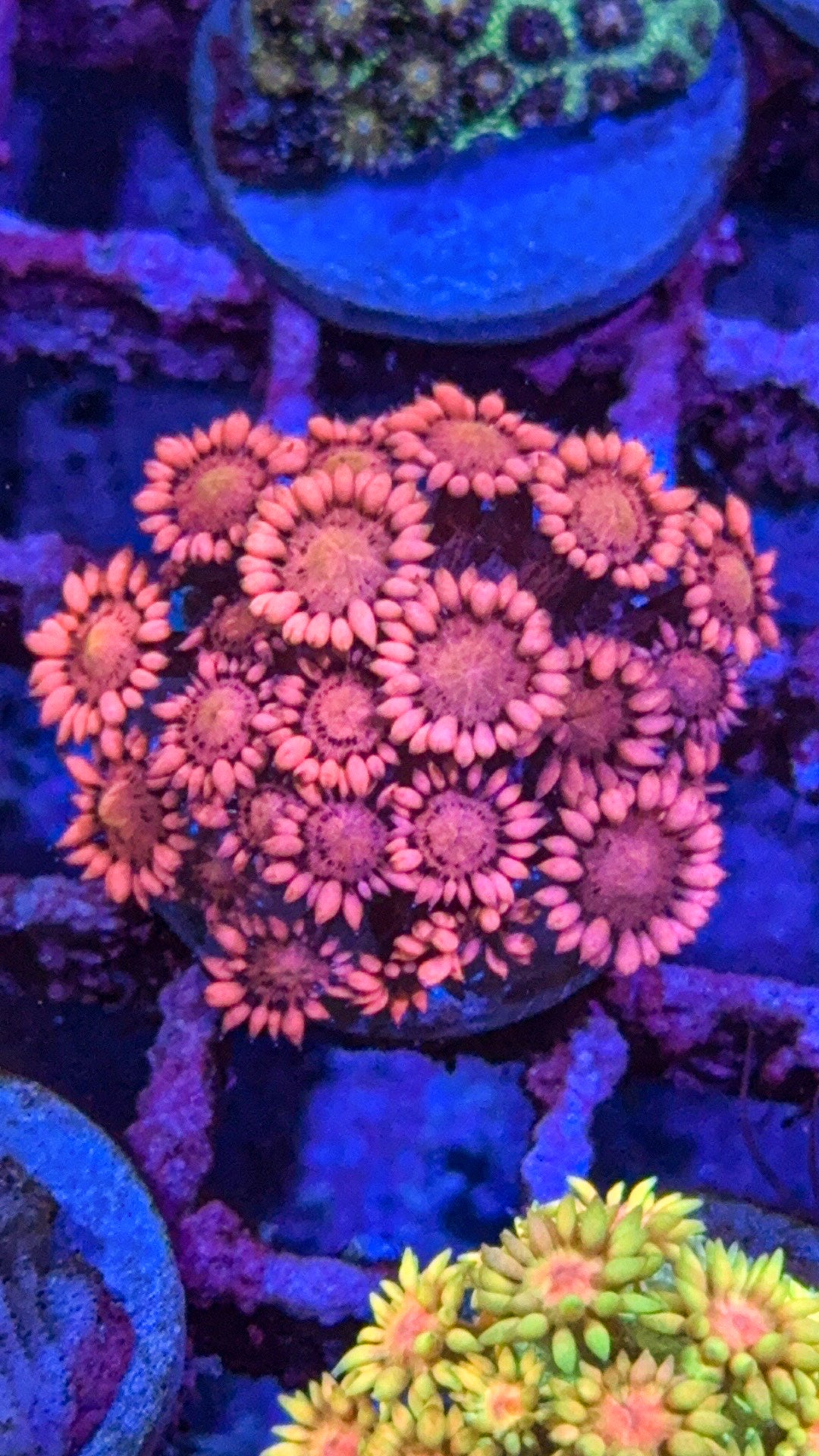 Indo Pink Goni (WYSIWYG)