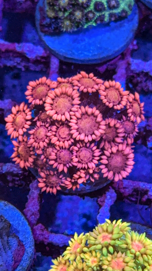 Indo Pink Goni (WYSIWYG)