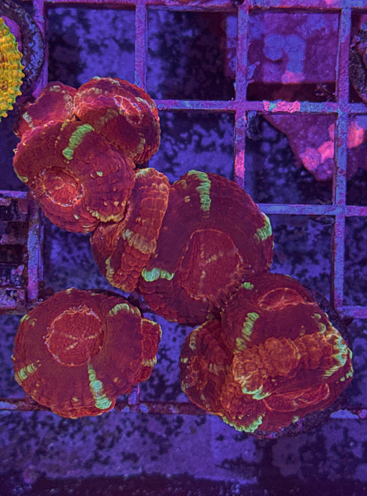 Asian Acan (WYSIWYG)