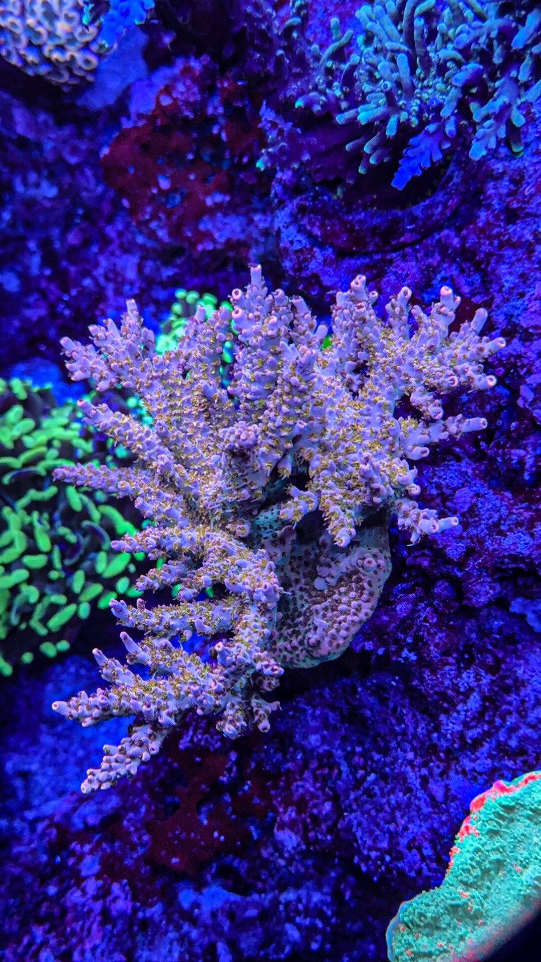 Rainbow Acro Gold Polyps! (WYSIWYG)